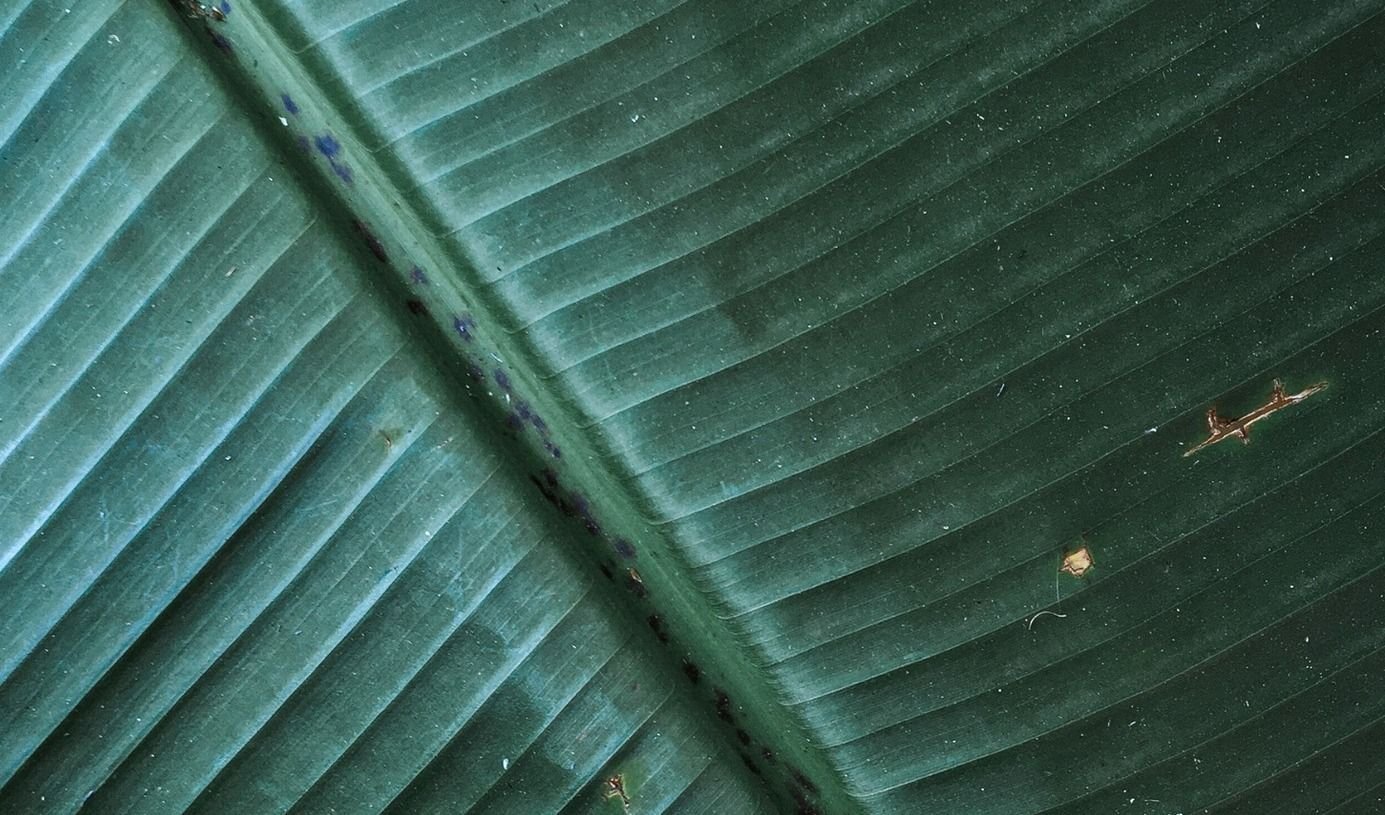 Close-up of a green tropical leaf texture.